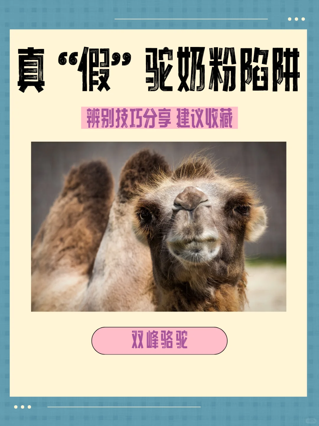 真“假”驼奶粉陷阱