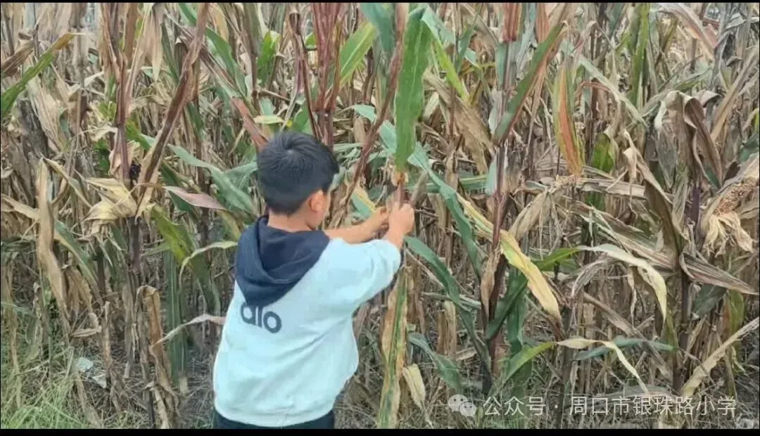 【劳动绘双节，文化传承伴成长】