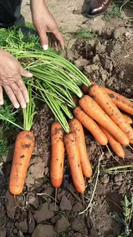 邮政助农，用我们自己的力量
