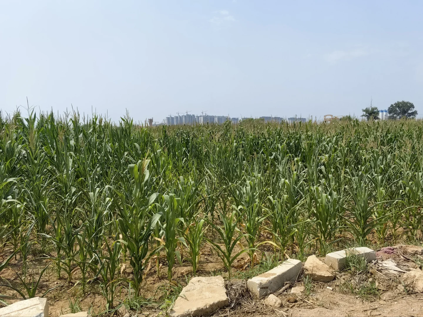 大学生暑期社会实践——桑梓农情，生态先行