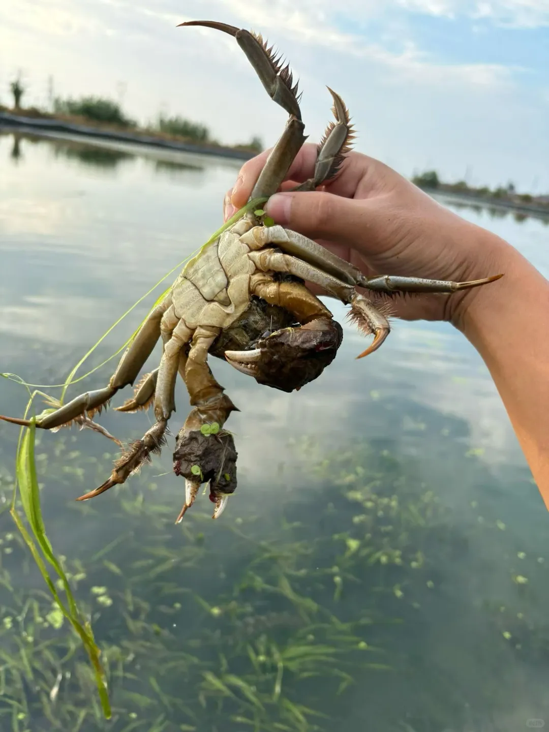 周末搬螃蟹好去处?️