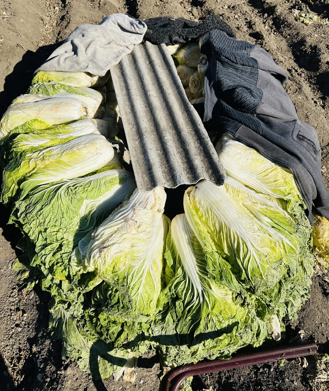 东北婆婆家的绿色食品