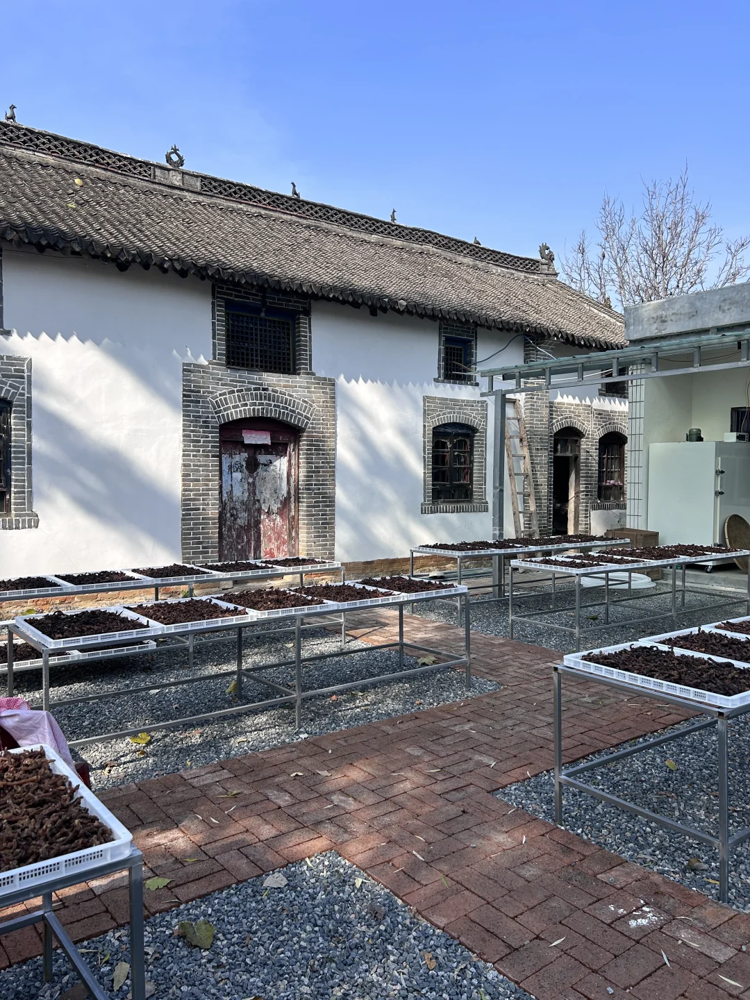 洛阳｜非遗传承人找到九蒸九晒晒场啦