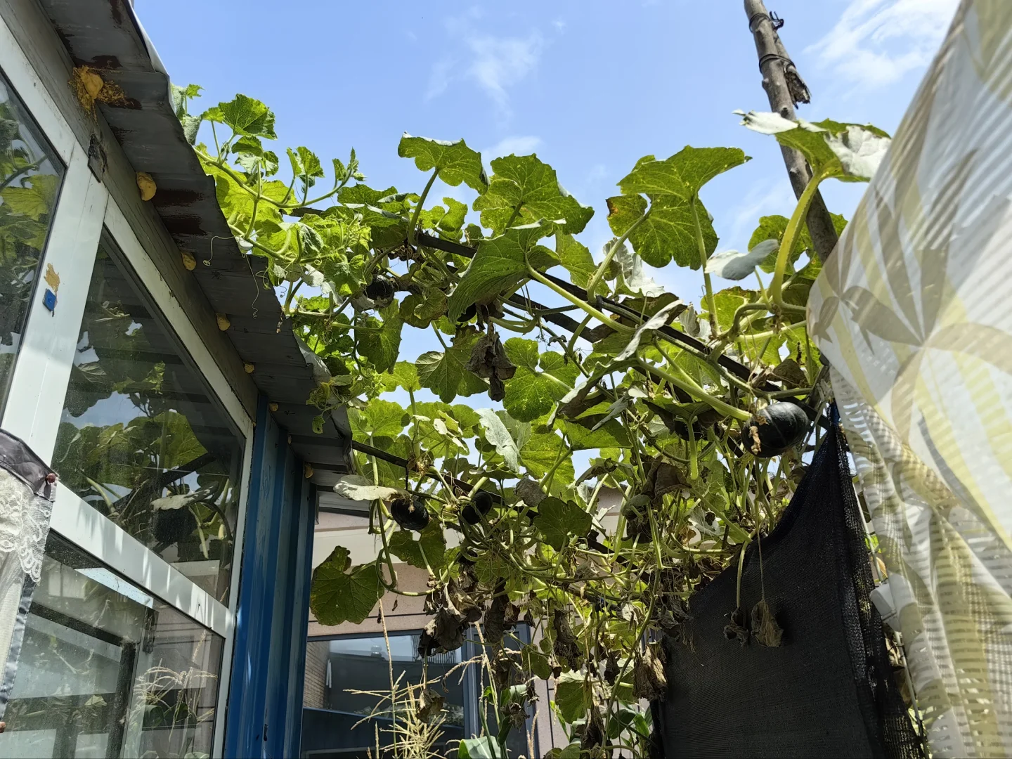 大学生暑期社会实践——桑梓农情，生态先行