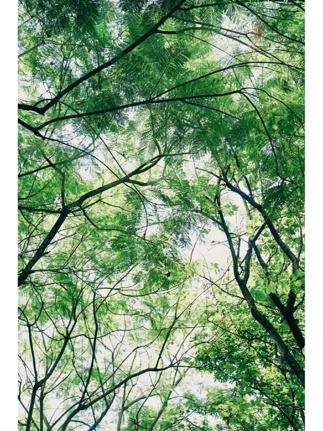 乡村振兴：绿色发展怎么做？ ?