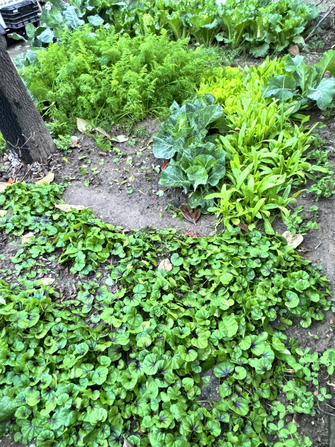 北京菜园子入冬前的绿色，马上就要调零了吗