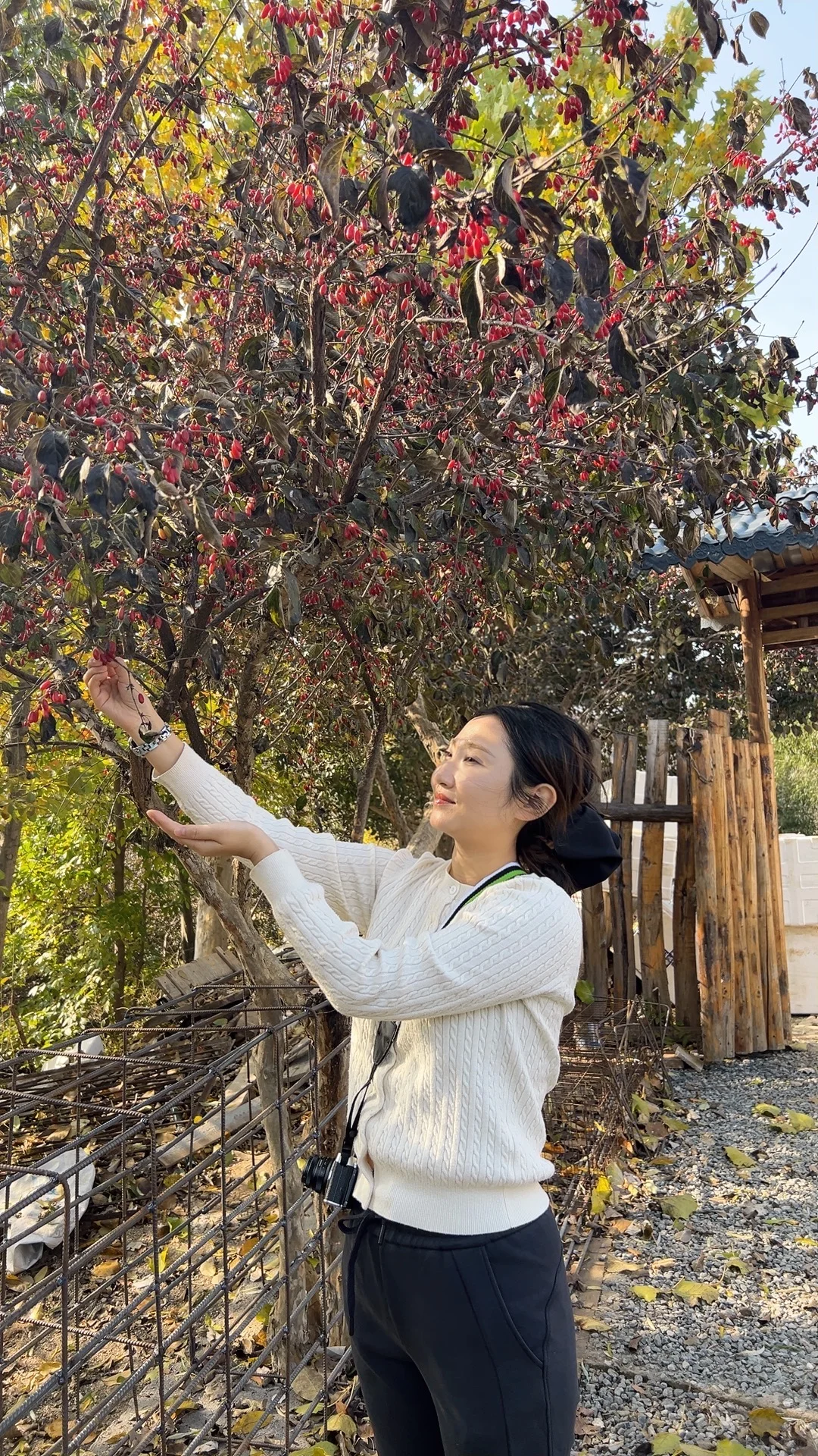 洛阳｜非遗传承人找到九蒸九晒晒场啦