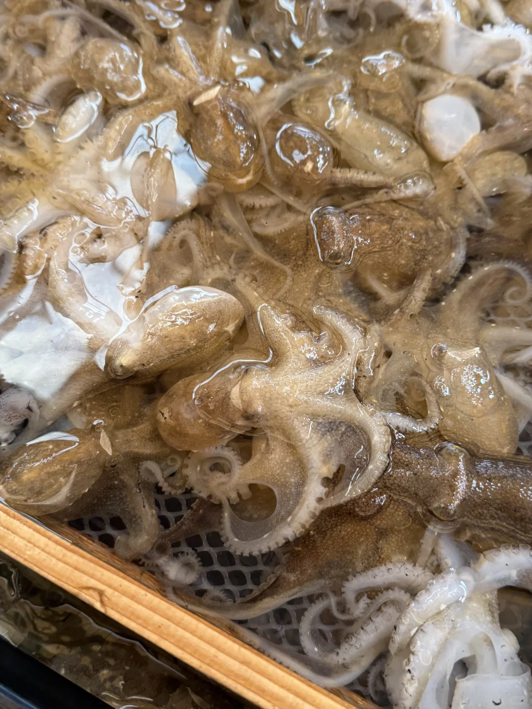 中秋当日青岛海鲜价格(本地人避雷攻略✅