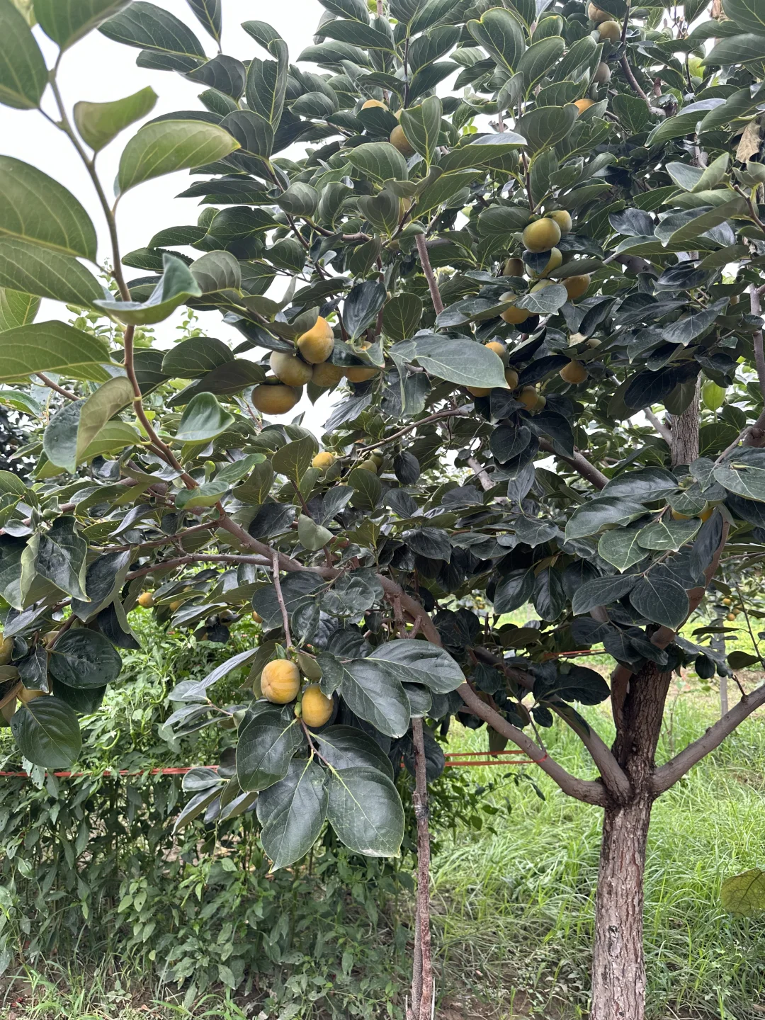 真正的助农～不要邮费、给地址就发