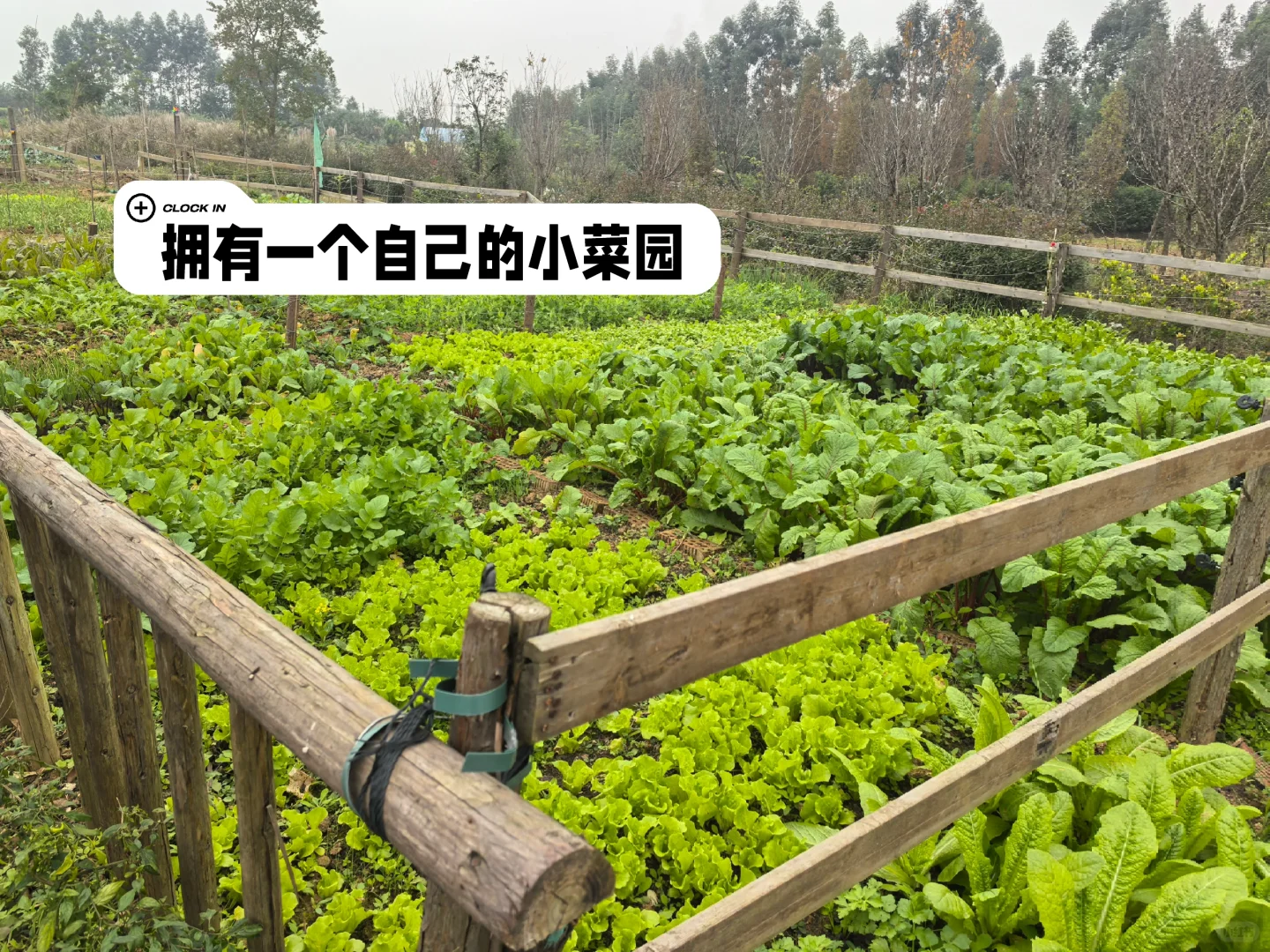 下一个风口就是私域➕共享菜园！