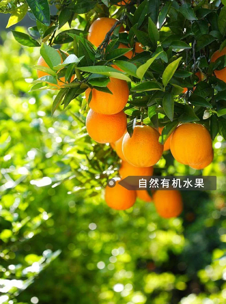 好农庄怎么开5⃣️|共同创建美好未来