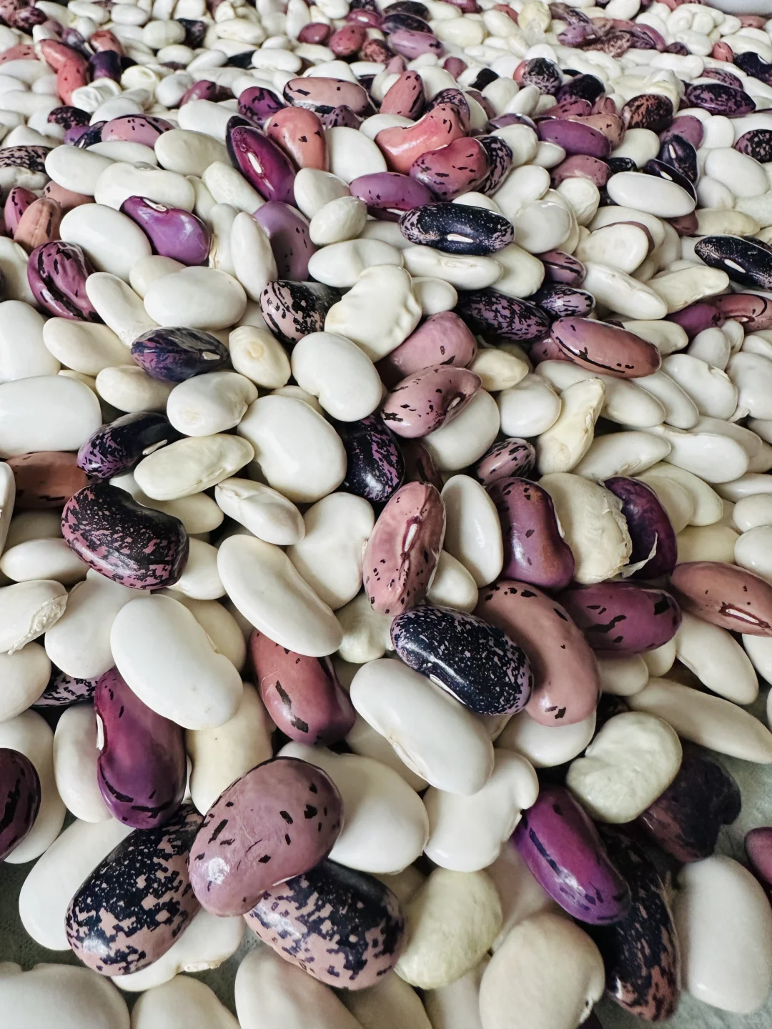 东北婆婆家的绿色食品