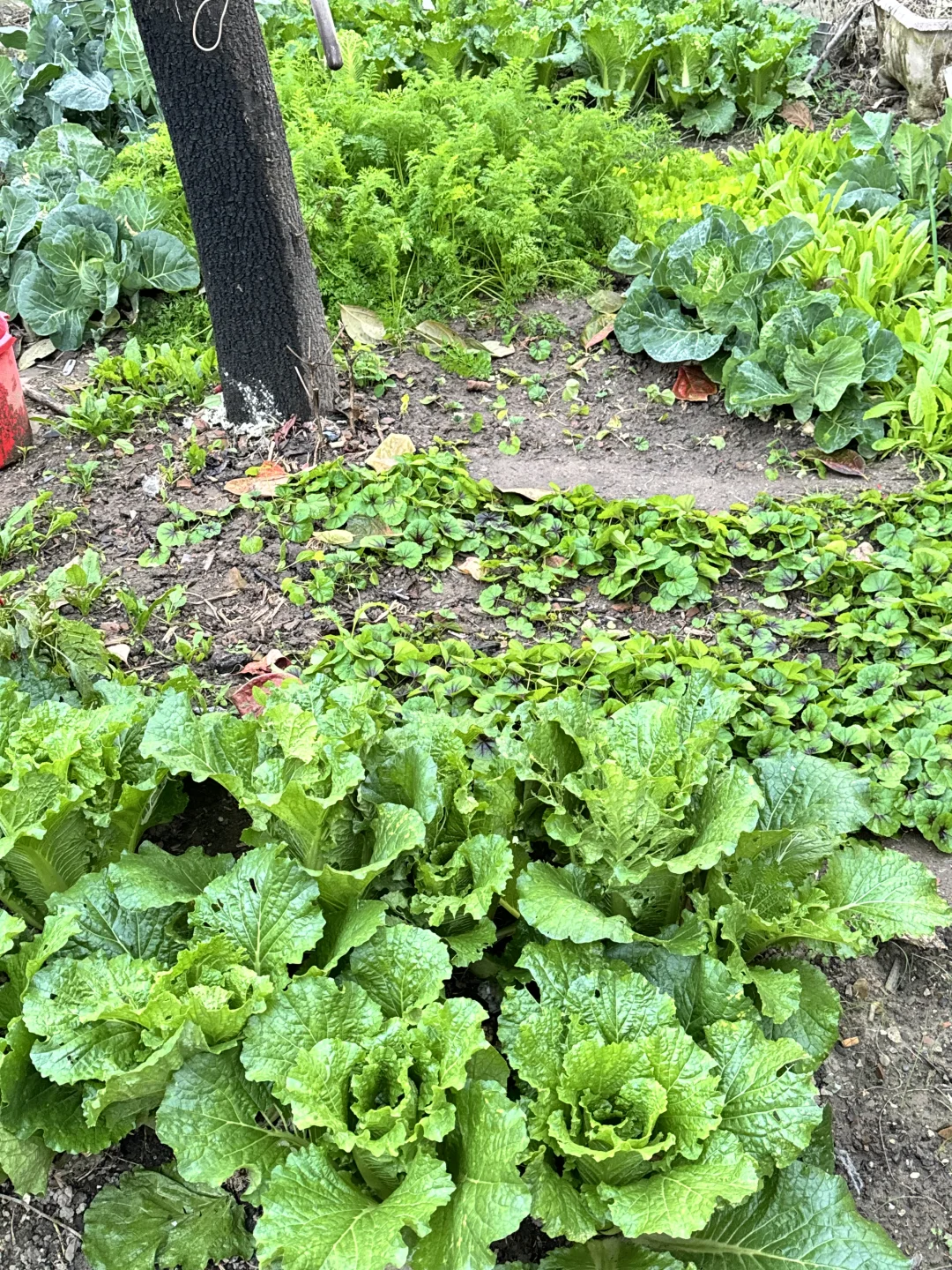 北京菜园子入冬前的绿色，马上就要调零了吗