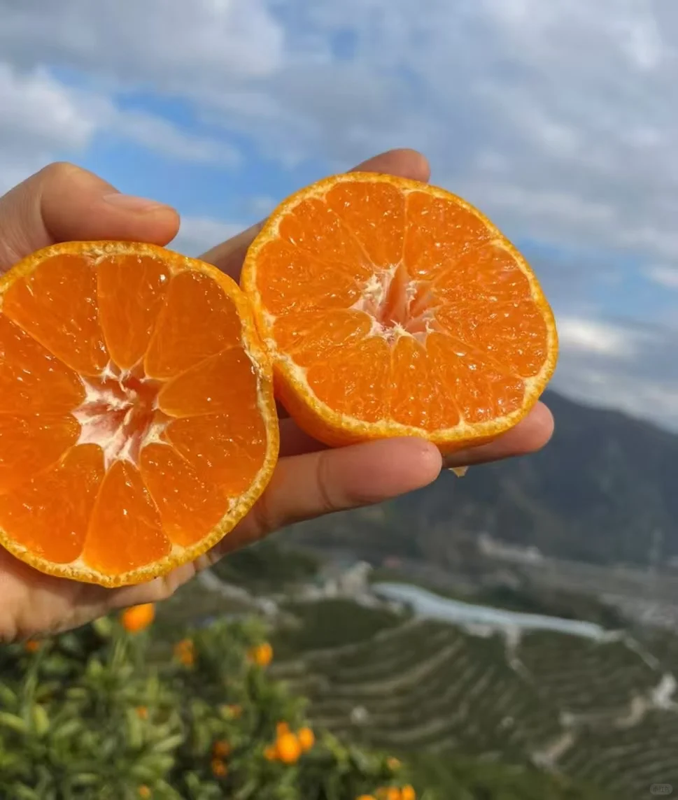 涌泉蜜橘面临的困境