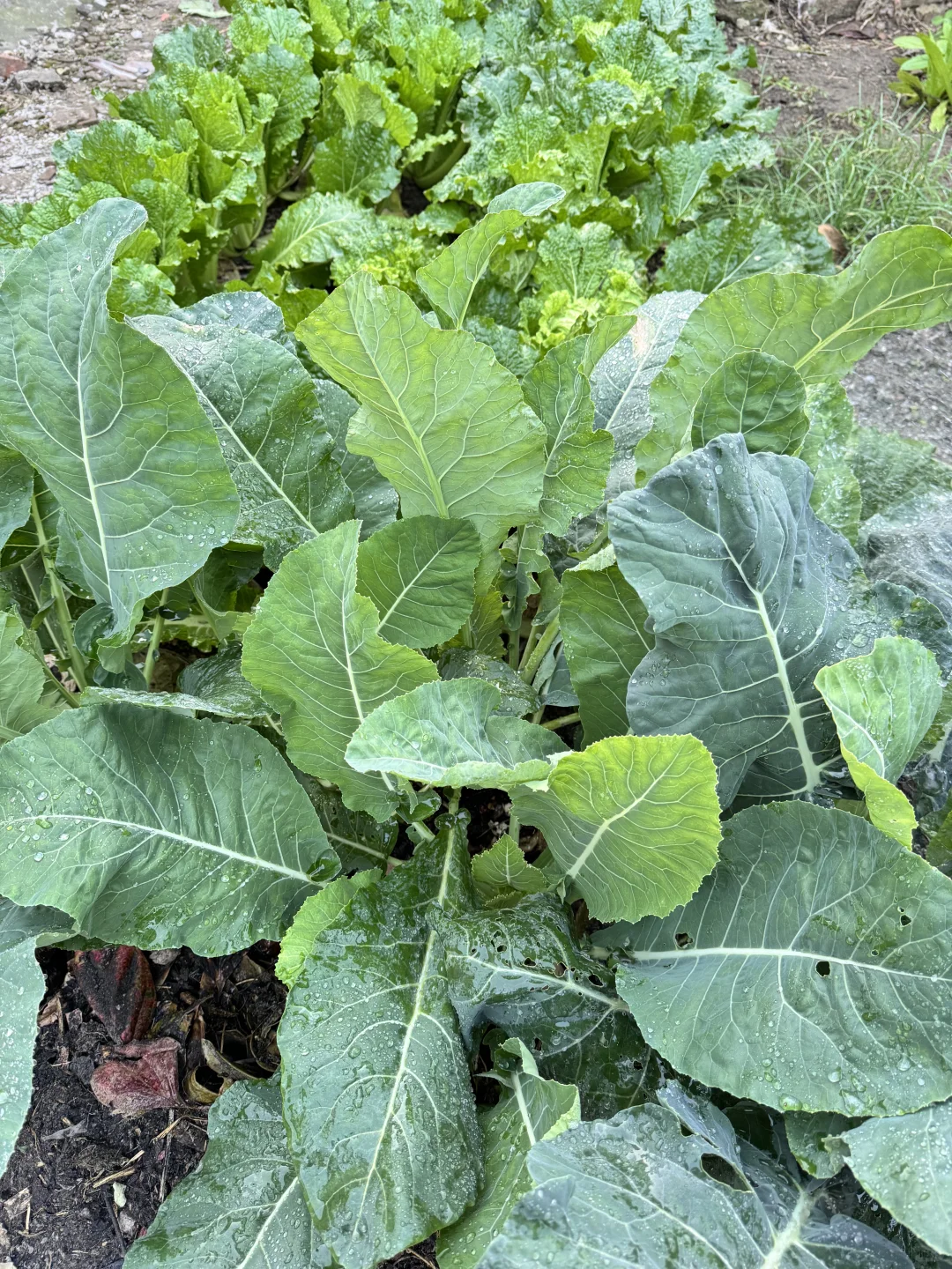 北京菜园子入冬前的绿色，马上就要调零了吗