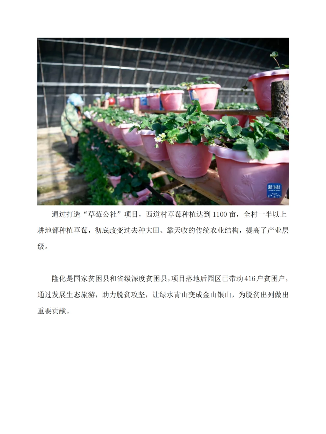 河北隆化的“小草莓大产业”