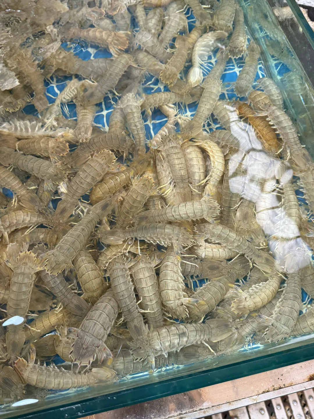 中秋当日青岛海鲜价格(本地人避雷攻略✅