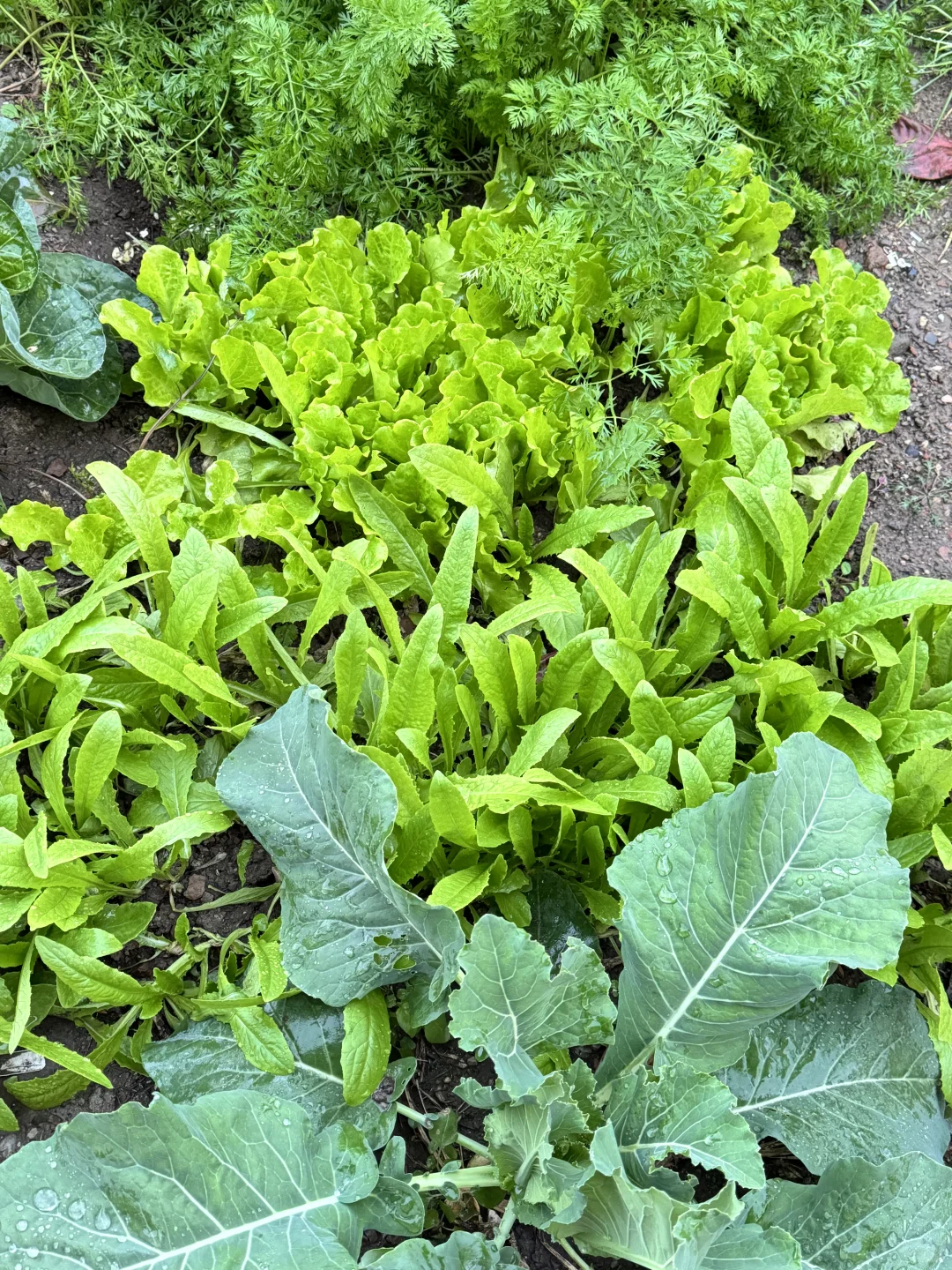 北京菜园子入冬前的绿色，马上就要调零了吗