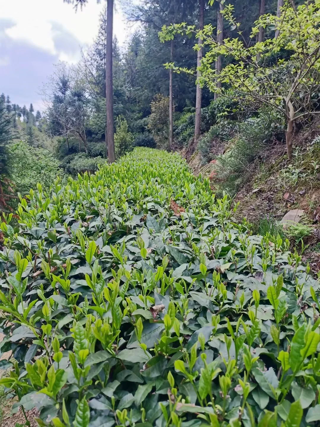 乡村振兴#六安瓜片