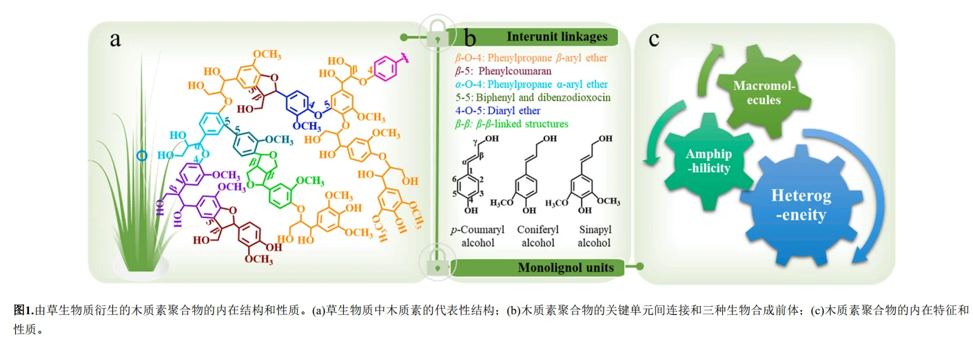 ?植物里藏着“环保黄金”？天大新研究