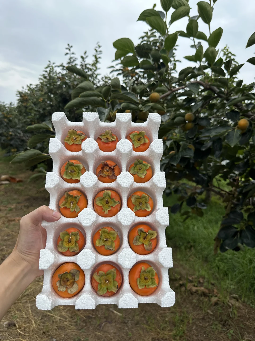 真正的助农～不要邮费、给地址就发