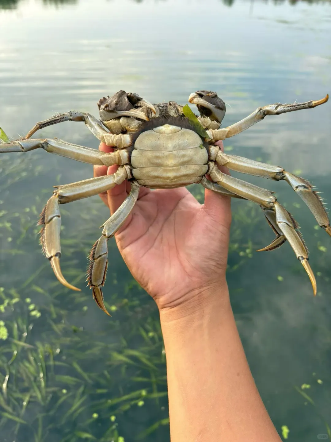 周末搬螃蟹好去处?️