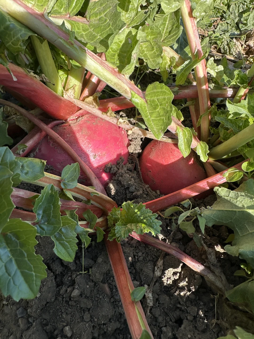 东北婆婆家的绿色食品