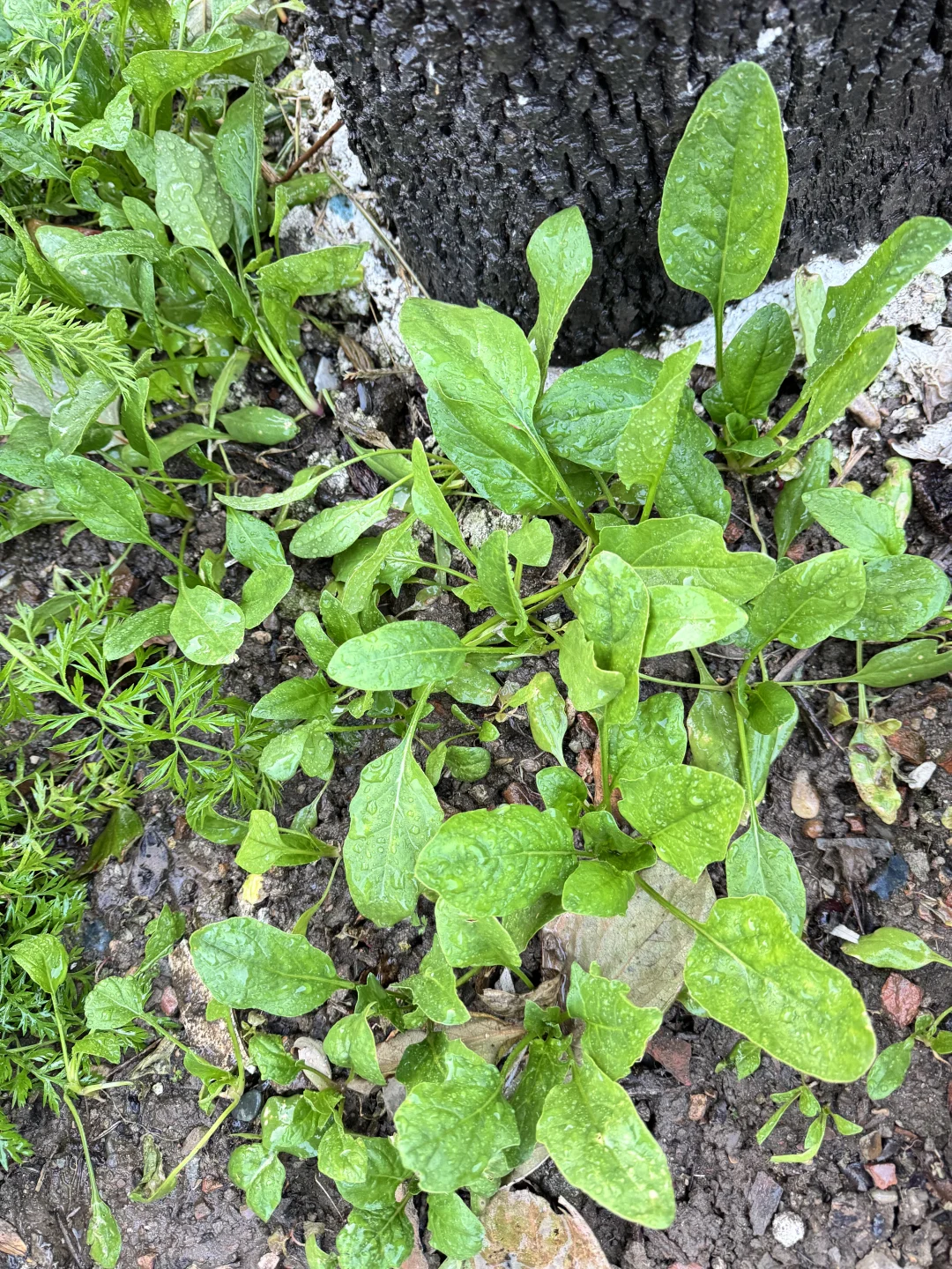 北京菜园子入冬前的绿色，马上就要调零了吗