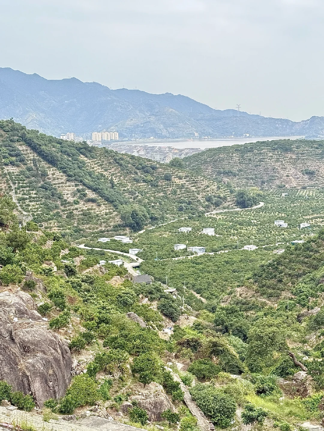 涌泉蜜橘面临的困境