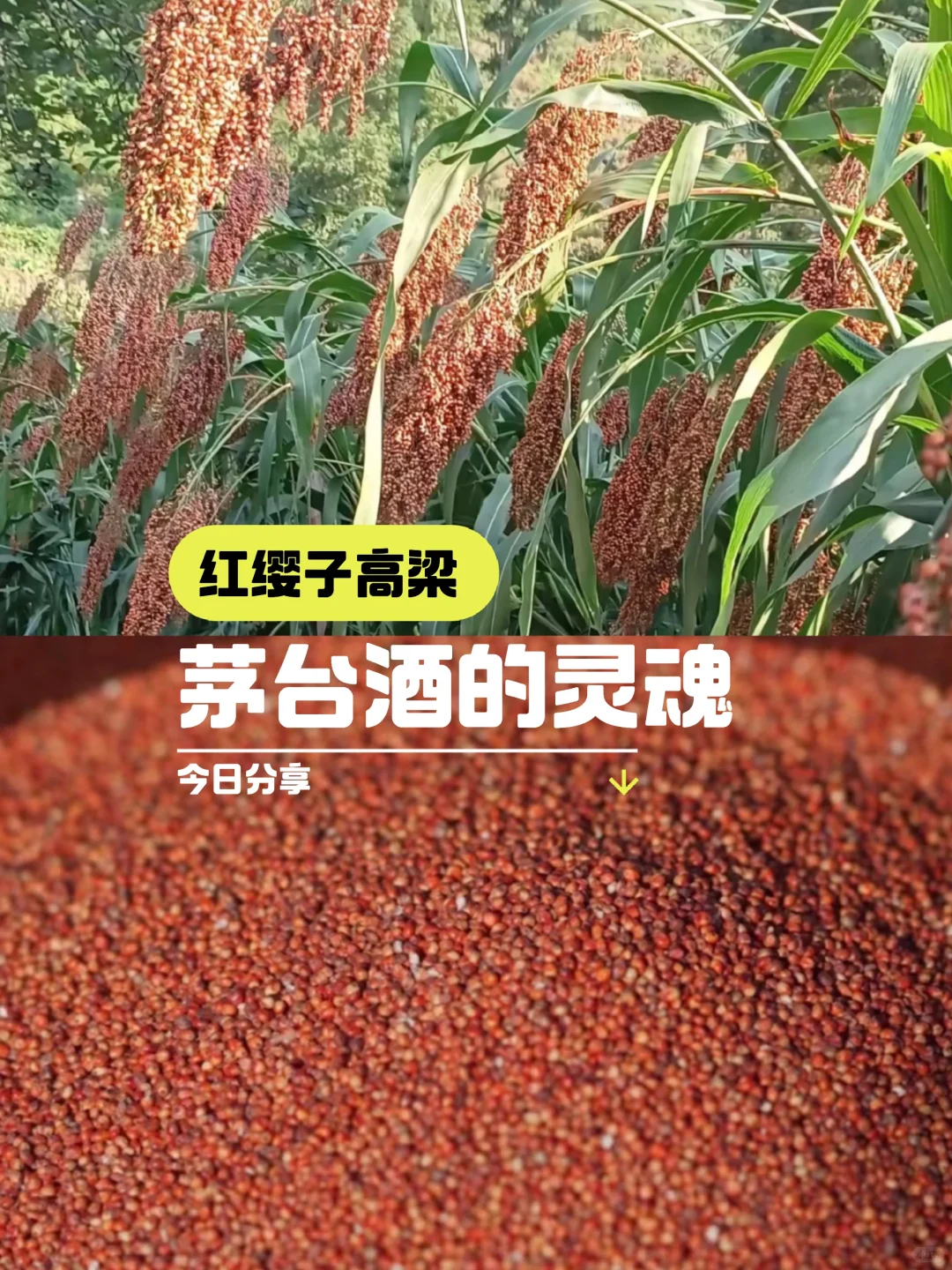 这是什么神仙谷子,太好看啦!