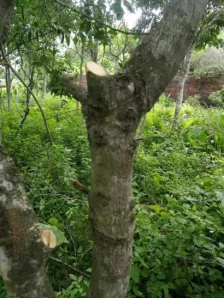 做农业怎样才能挣到钱？轻松挣大钱？