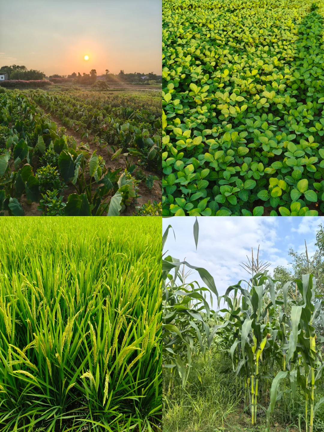 有机农业不是噱头，是未来趋势