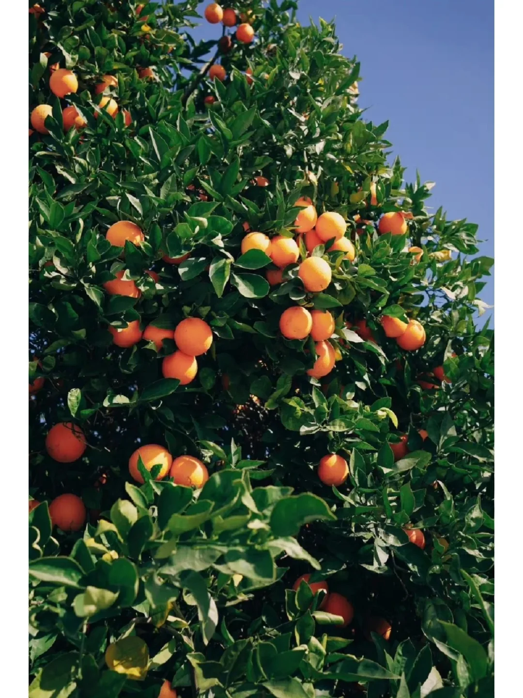 ?非遗+助农，乡村振兴新赛道之路?