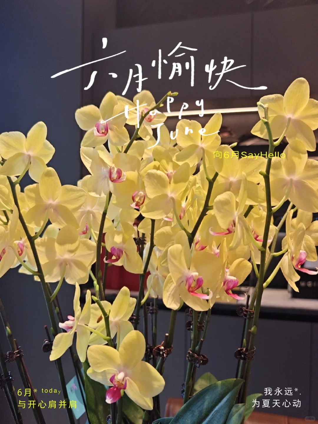 我的摩根全屋智能落成！
