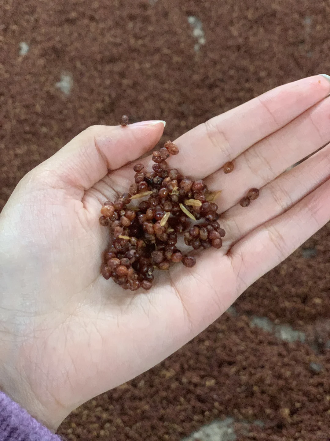 原料：高粱小麦水