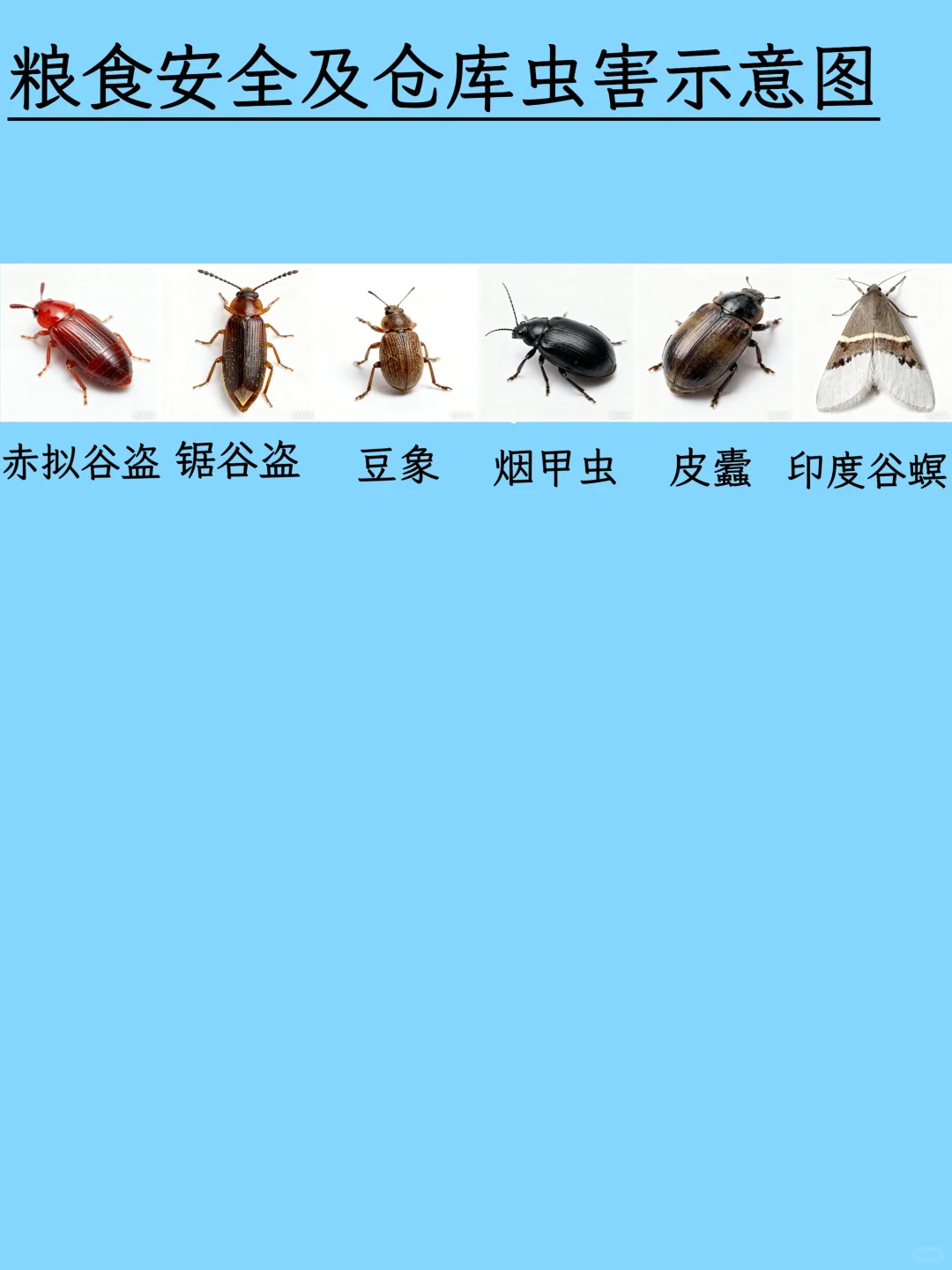 虫虫开会！这份图谱让害虫不再陌生！