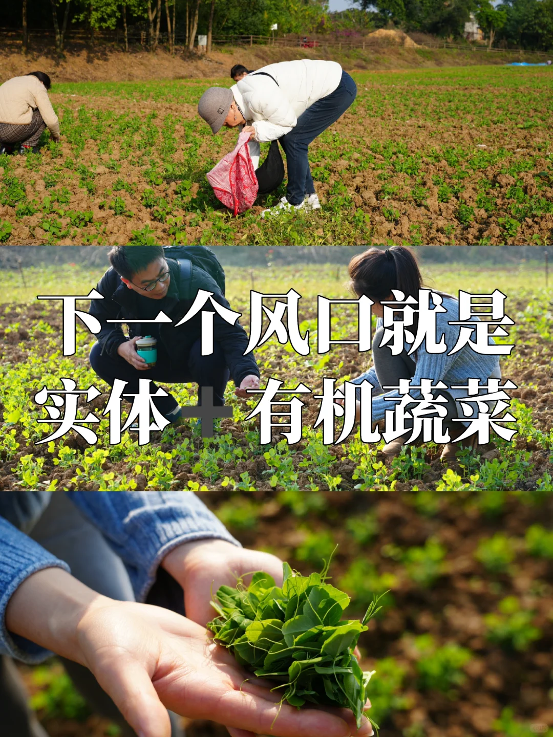 下一个流量风口就是实体➕有机蔬菜?！