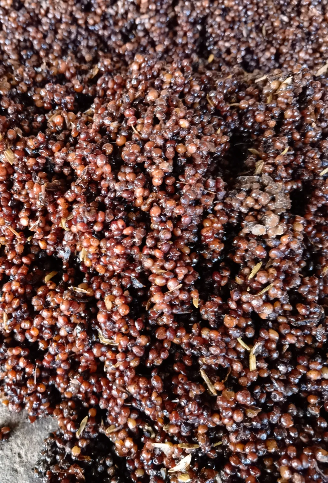 酱酒之肉—红樱子糯高粱