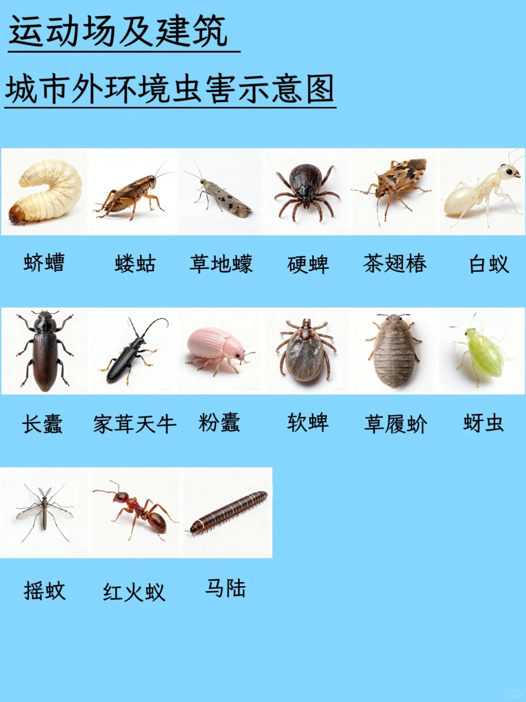 虫虫开会！这份图谱让害虫不再陌生！