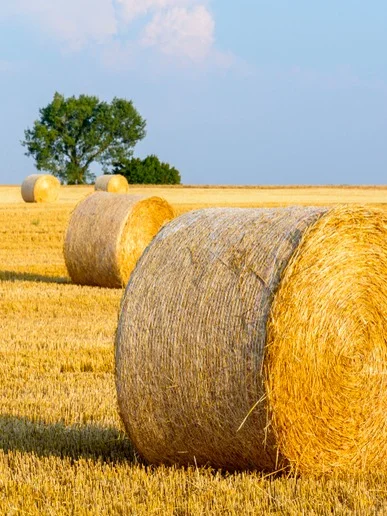 小麦秸秆的?回收循环再利用♻️