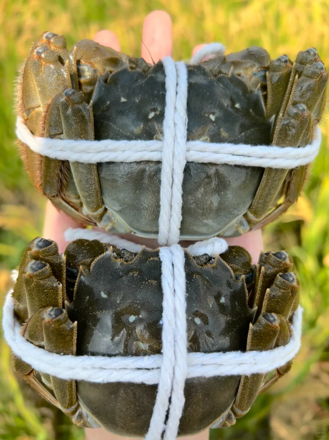 请网友们看看这份?礼怎么样？