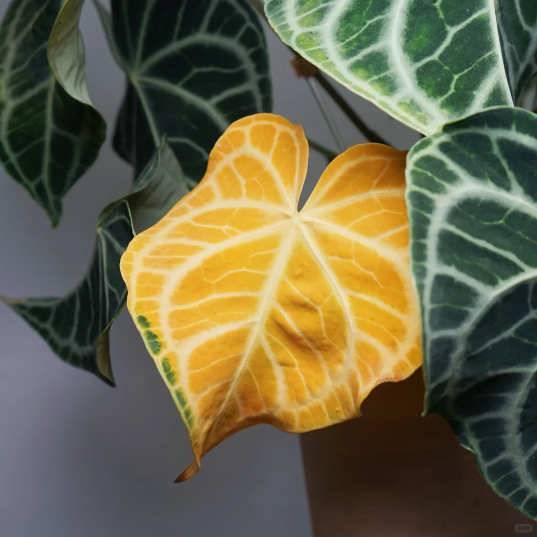 报告老师，三王VS蝶叶克莱恩