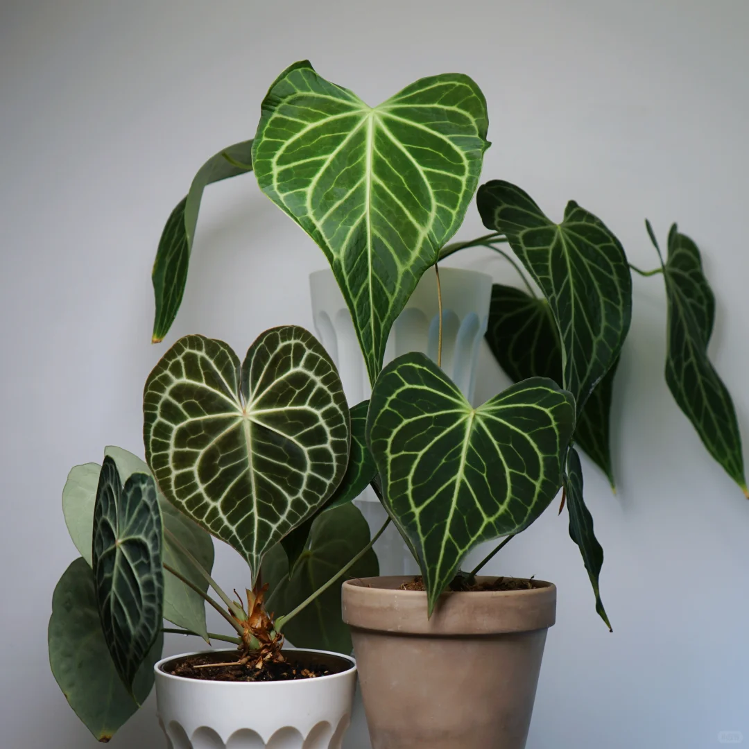 报告老师，三王VS蝶叶克莱恩