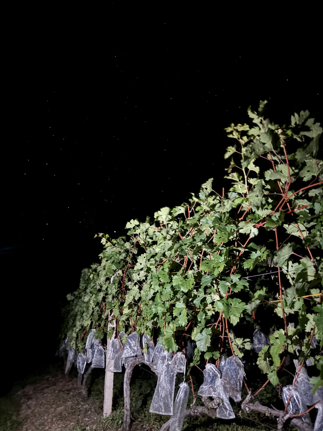 葡萄酒圈95%没有风土只有风格