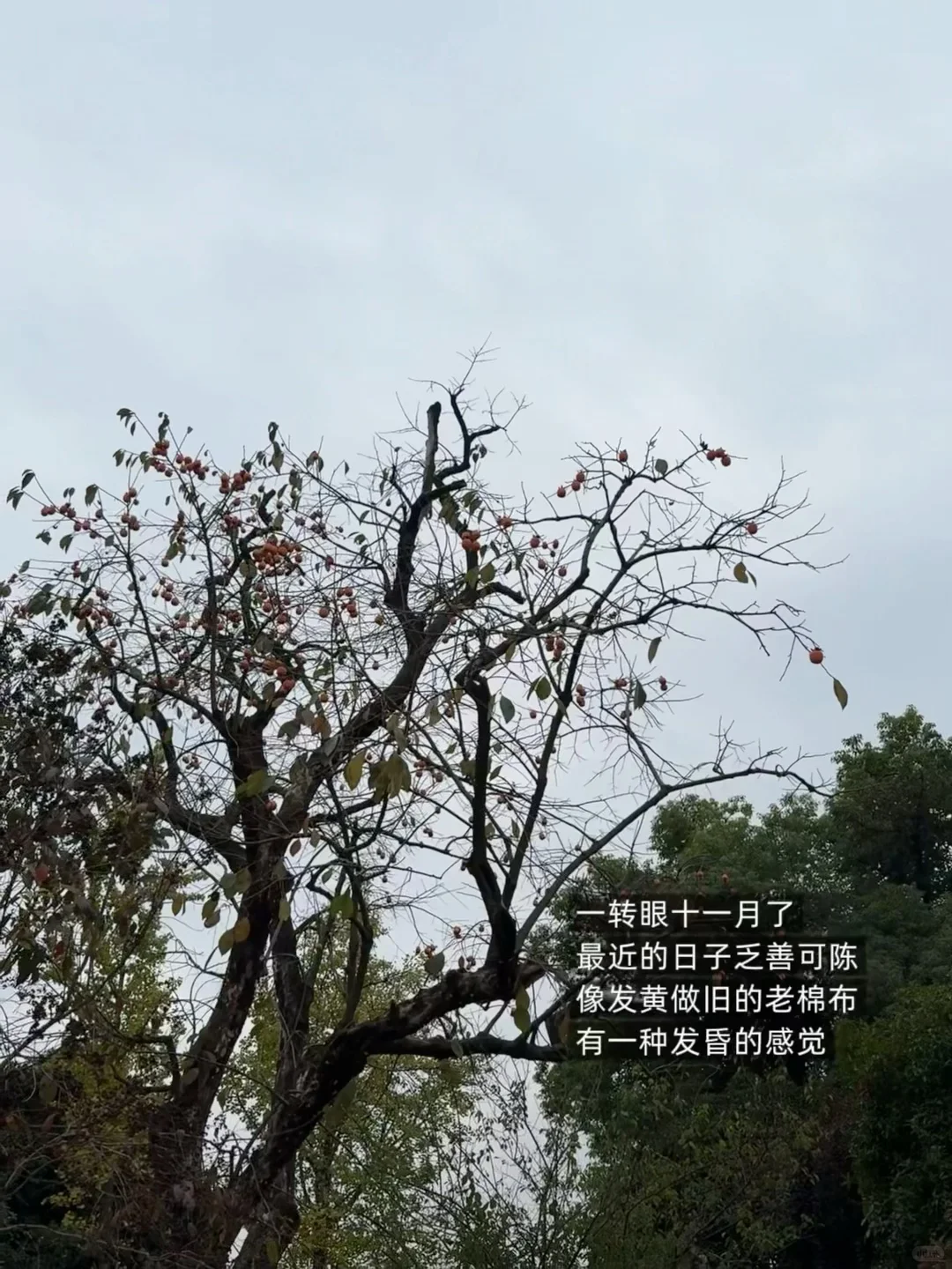 我的十一月:写作,见朋友,饮酒,老派生活