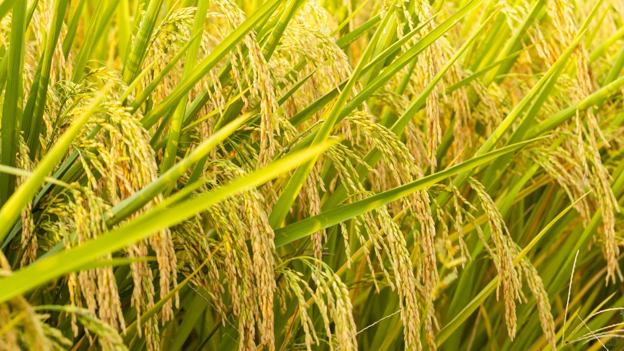 传承千年的酿造工艺品味南台米香型酒的醇美