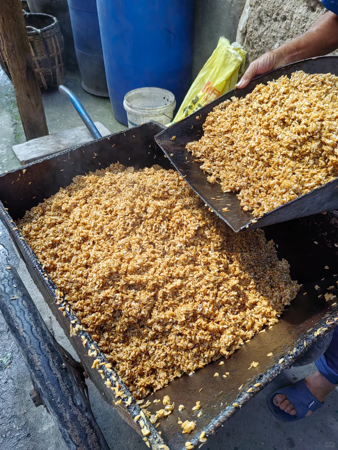 第一次全过程记录家乡的天然手工酿造高粱酒