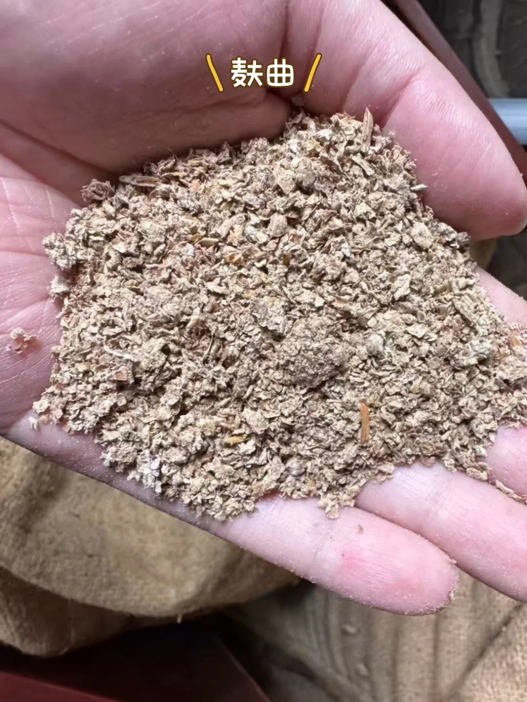 离谱?‍♀️大曲真的比头都大，小曲比手指都小