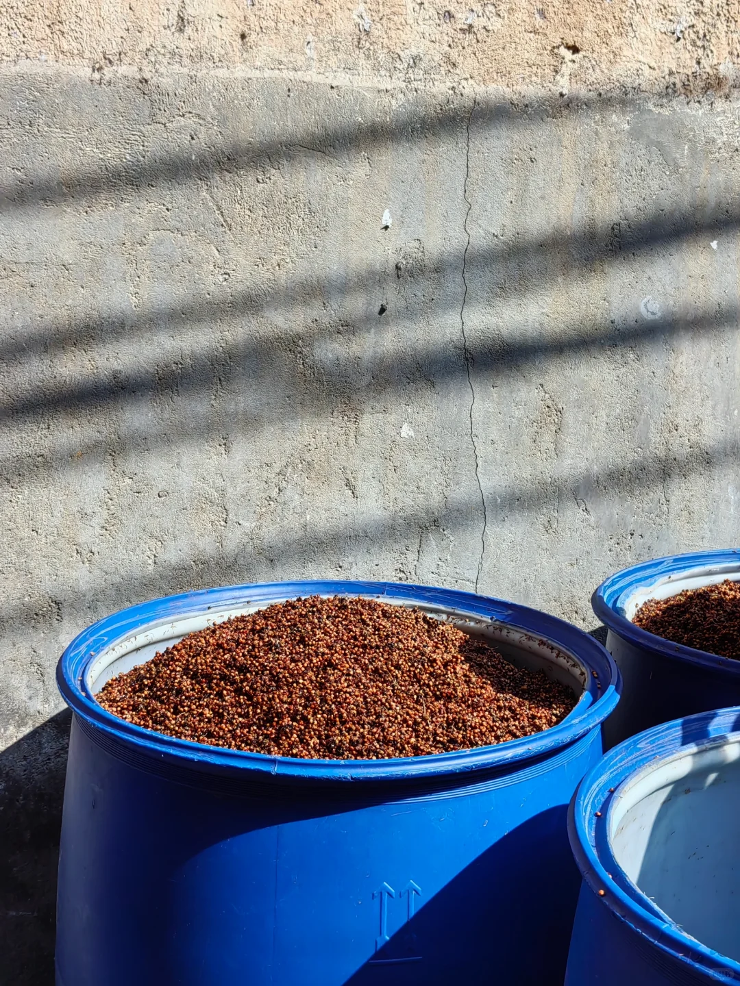 第一次全过程记录家乡的天然手工酿造高粱酒