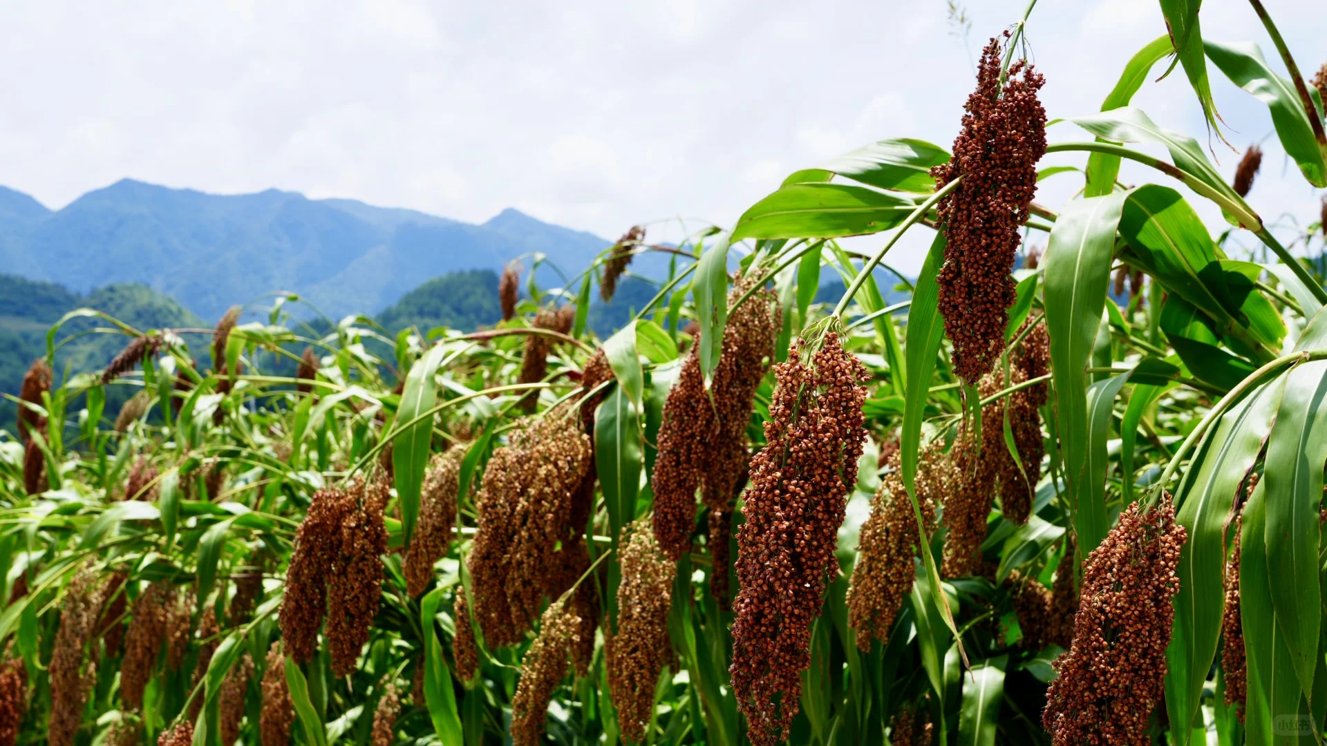 贵州黔酒|好酒知时节,冬天的第一杯酱酒